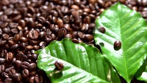 Kenya thực hiện cải cách ngành cà phê để tăng doanh thu xuất khẩu