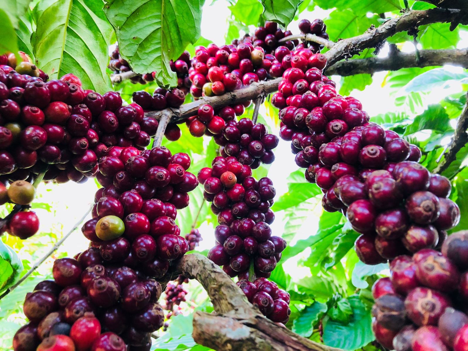 Mùa quả đỏ tại Phước An Coffee