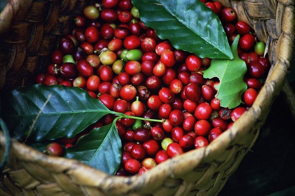 Người Thái nhập hơn 90% lượng cà phê từ Việt Nam