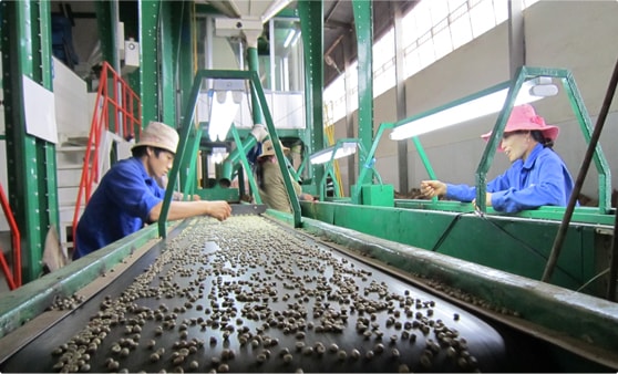 Việt Nam trở thành nước cung ứng cà phê hàng đầu vào Nhật Bản nhờ COVID-19