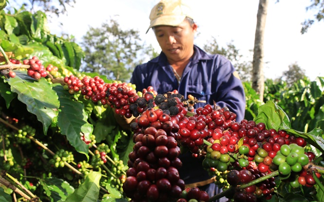USDA: Dự báo sản lượng cà phê Colombia năm 2020 - 2021 phục hồi trước tác động của COVID-19