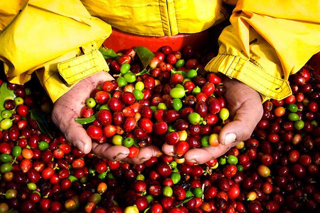 Giá cà phê Tây Nguyên ngày 24/04/2020 tăng trở lại 600 ngàn đồng/tấn