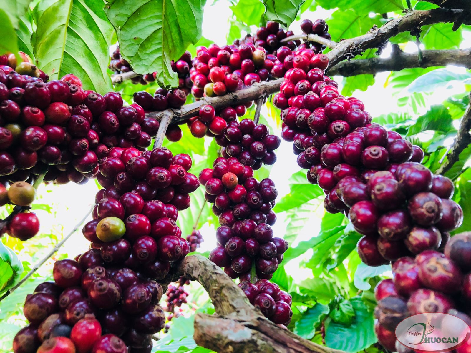 ICO: Sản lượng cà phê toàn cầu niên vụ 2019 - 2020 giảm 1,6% so với niên vụ trước